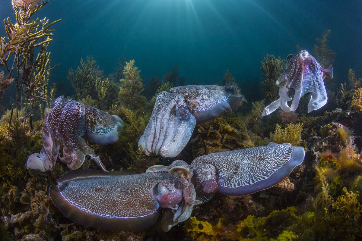 Scott spent hours in the cold shallow waters capturing one of nature’s greatest events, the spawning of giant cuttlefish. In this aggregation, a line of suitors are poised in the background, waiting for a chance to mate with the female. Scott finally framed the ideal composition when the onlookers momentarily faced the same way.