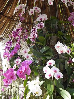 Orchids