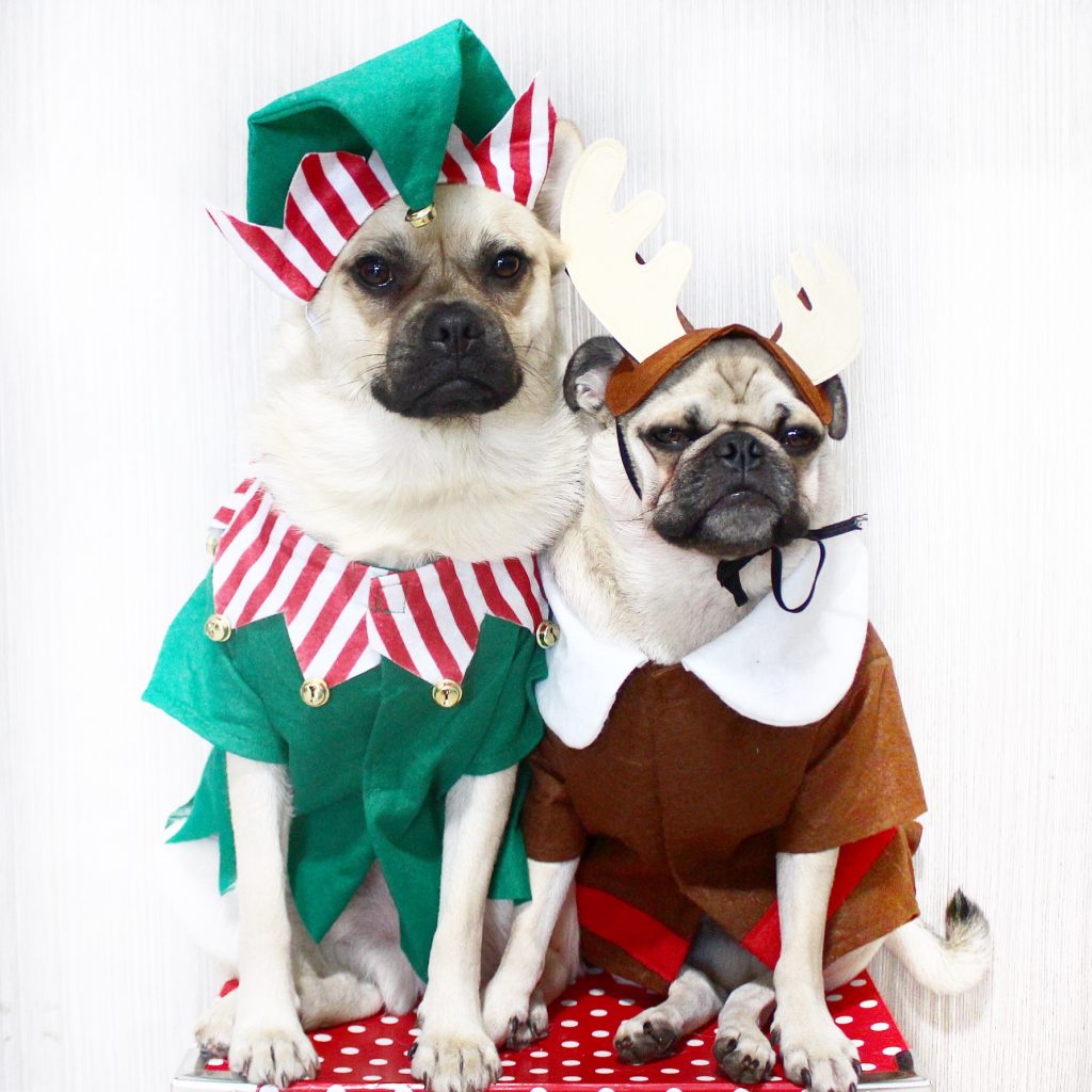Top Christmas dog gifts