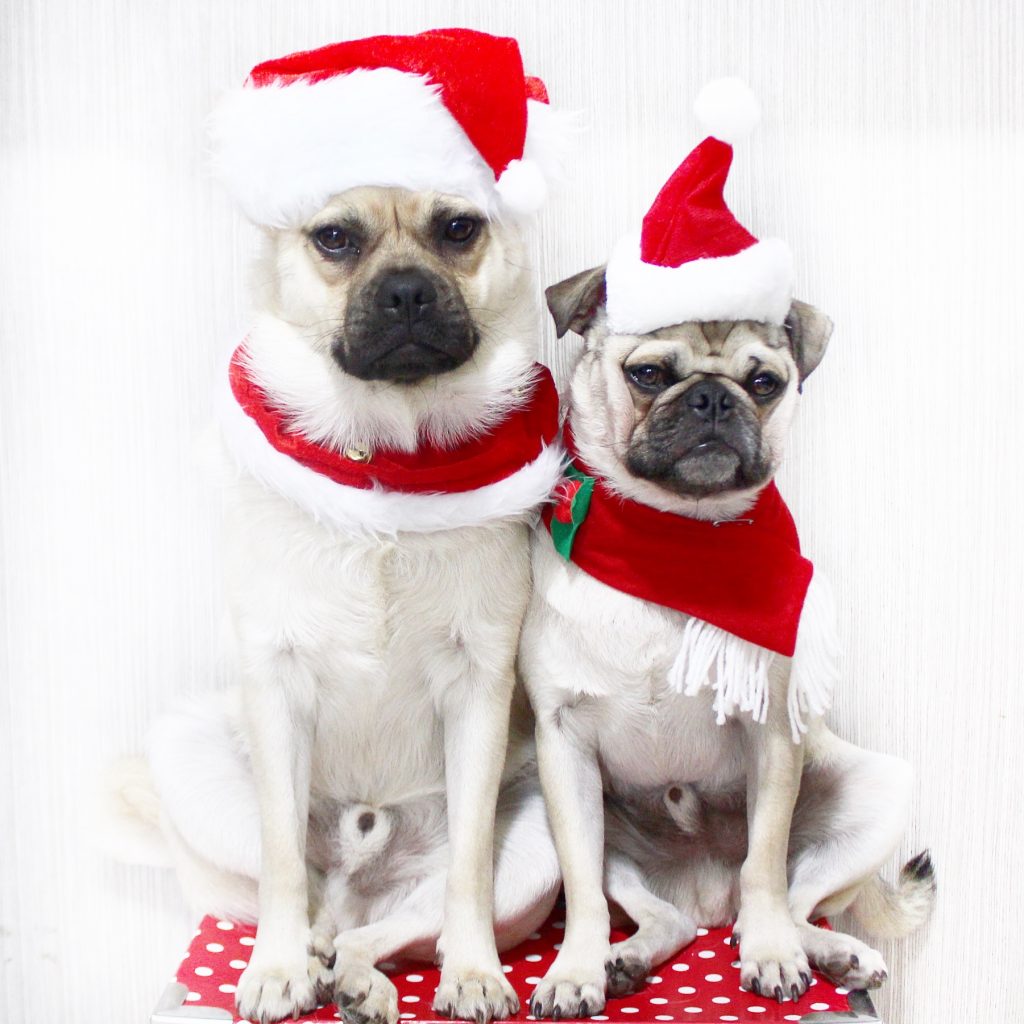 Top Christmas dog gifts