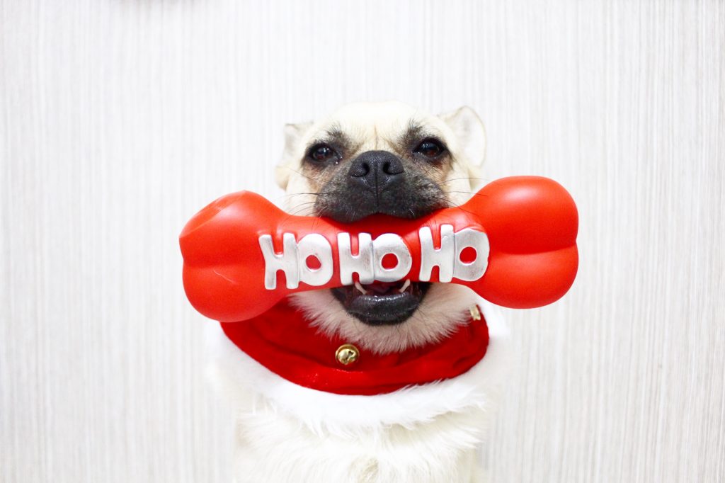 Top Christmas dog gifts