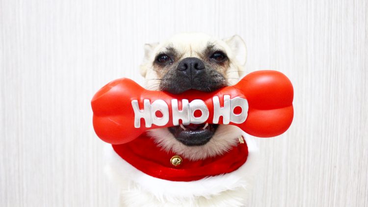 Permalink to Top 5 items under $5 to gift your dog this Christmas Top 5 items under $5 to gift your dog this Christmas