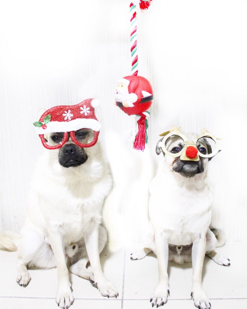 Top Christmas dog gifts