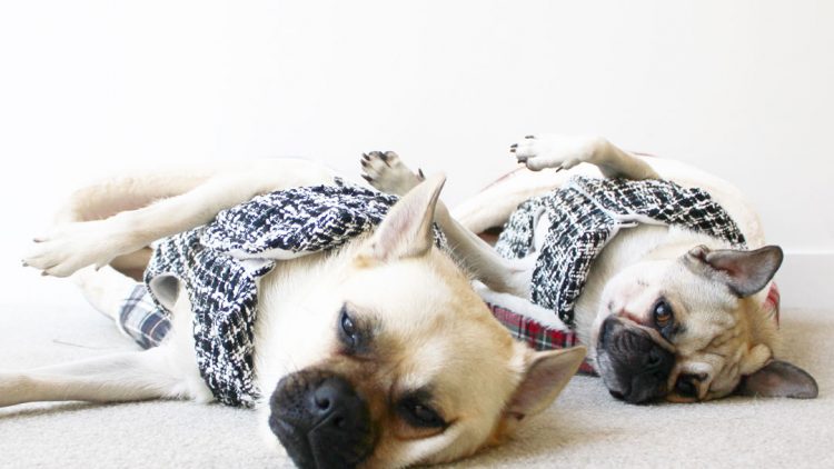 Permalink to Top 5 Tips to Keep Your Dog Warm During Winter Top 5 Tips to Keep Your Dog Warm During Winter