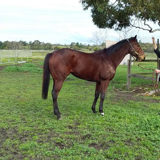 19 August Early Online Sale Inglis Digital Online Auctions