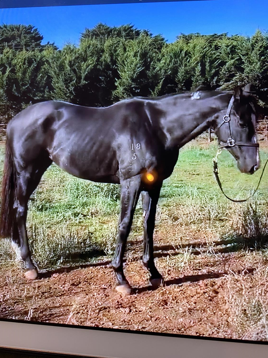 2020 October Late Online Sale Inglis Digital Online Auctions 2020 october late online sale