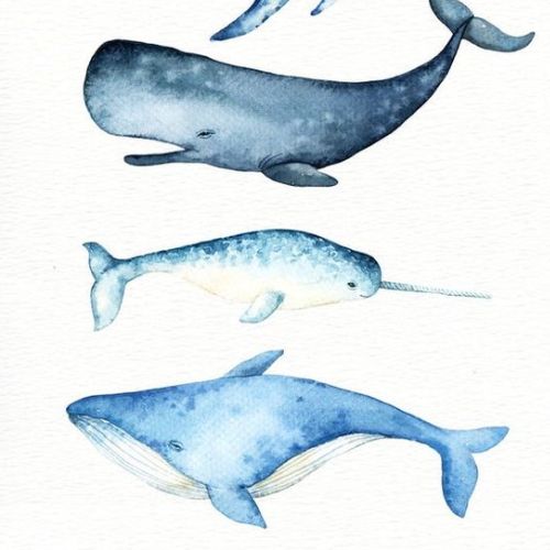 Watercolour | Painting Whales  | 8-12 years