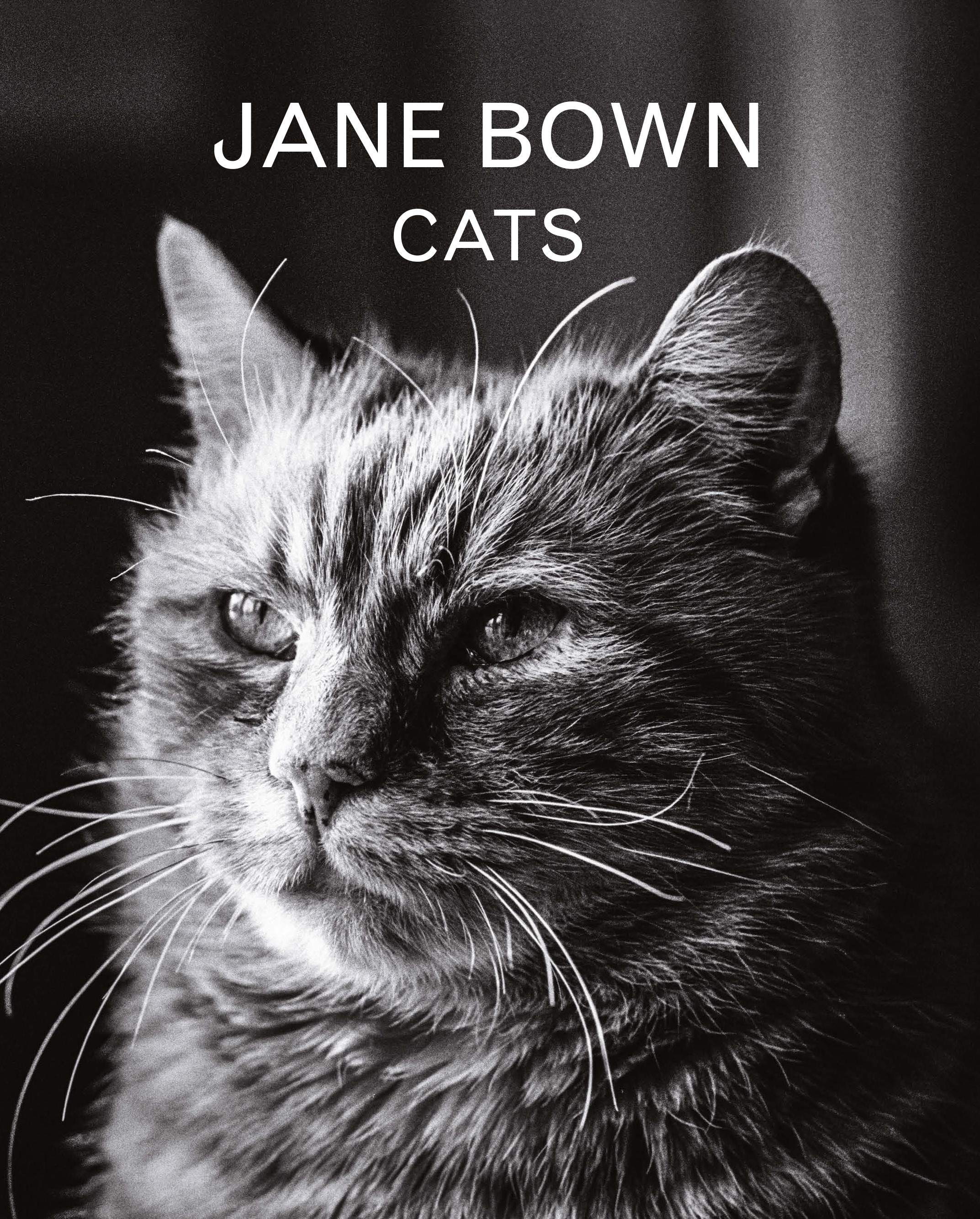 Jane Bown Cats Jane Bown 9781783350872 Allen Unwin Australia