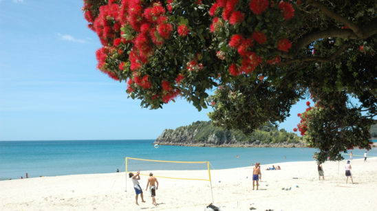 Summer In New Zealand