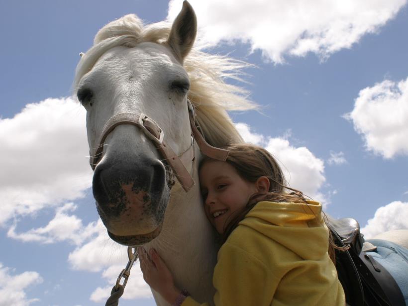 Saddle On Riding School