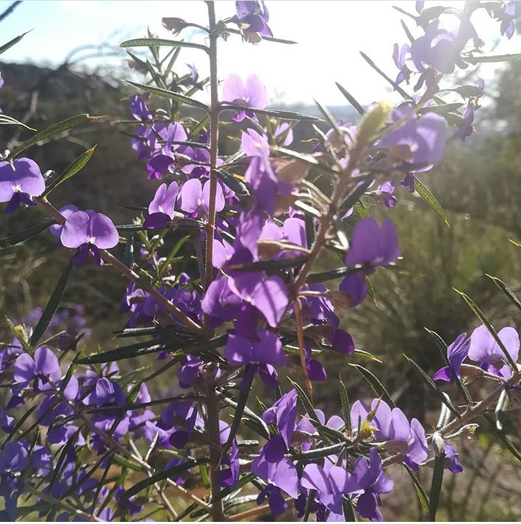 Ellis Brook Valley Reserve
