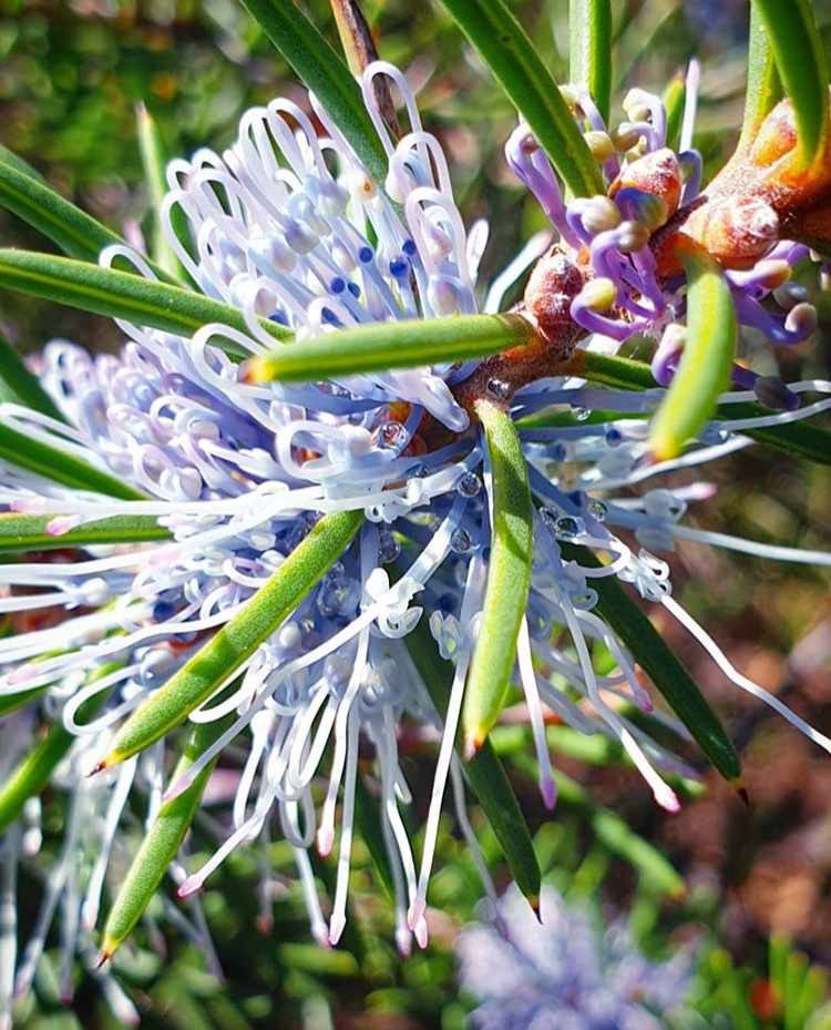 Stirling Range wildflowers
