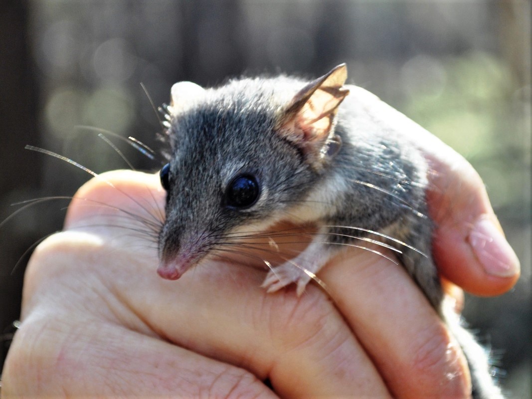 Native fauna conservation grants WA Parks Foundation