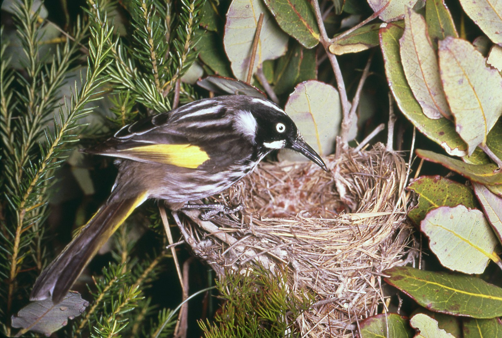 Backyard habitats for wildlife WA Parks Foundation
