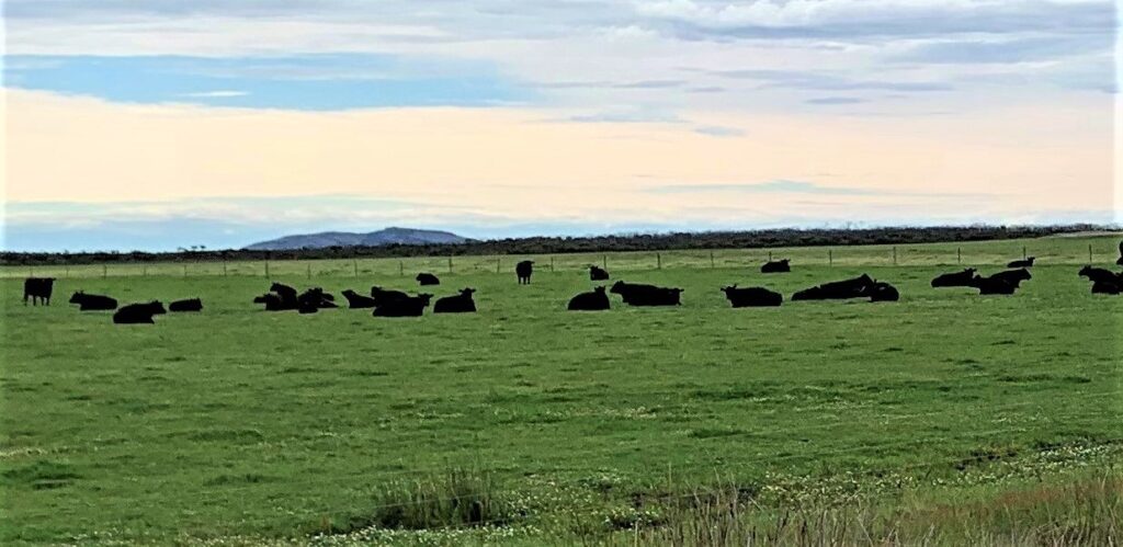 Angus cattle in Esperance