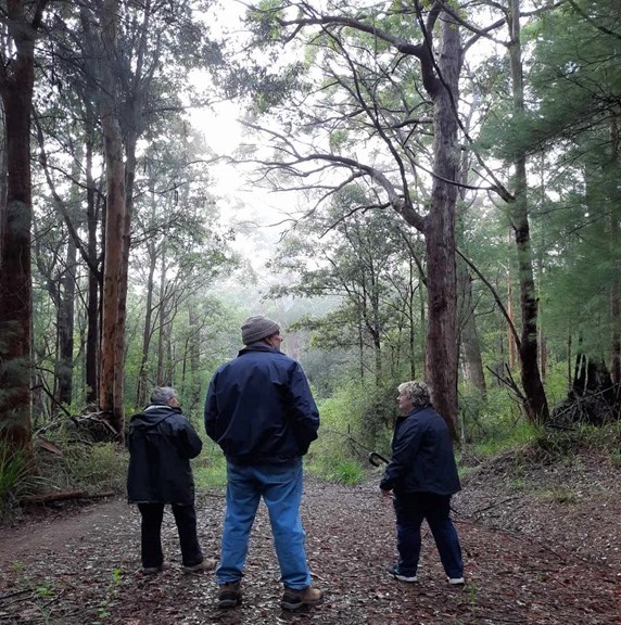 Forest