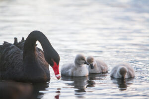 Black swan with signets