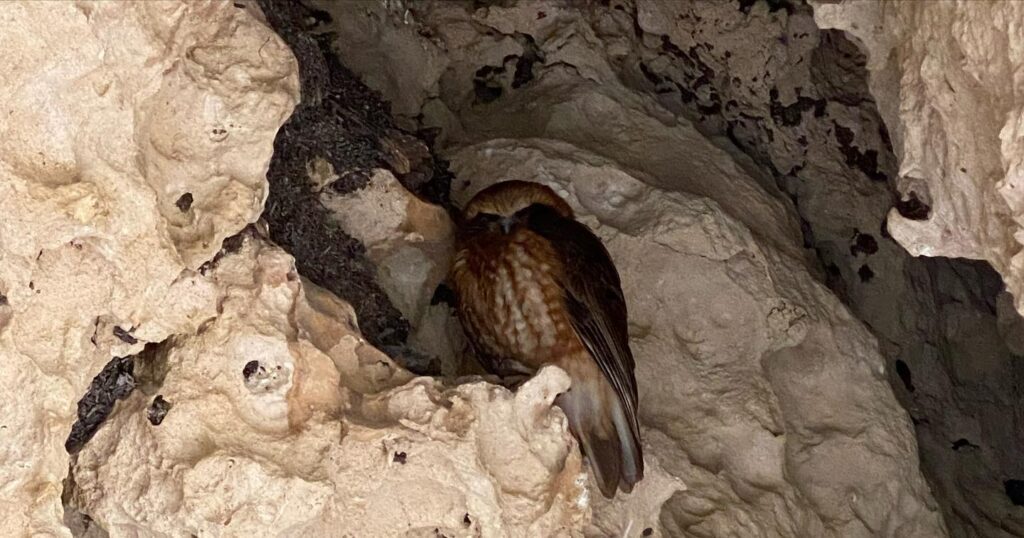 Owl in Stockyard Gully Cave. Photo credit: Travelling with the Joneses