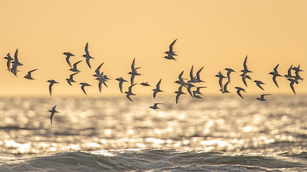 Fair Terns over Pyramids Beach at Dawesville Photo credit: Claire Greenwell