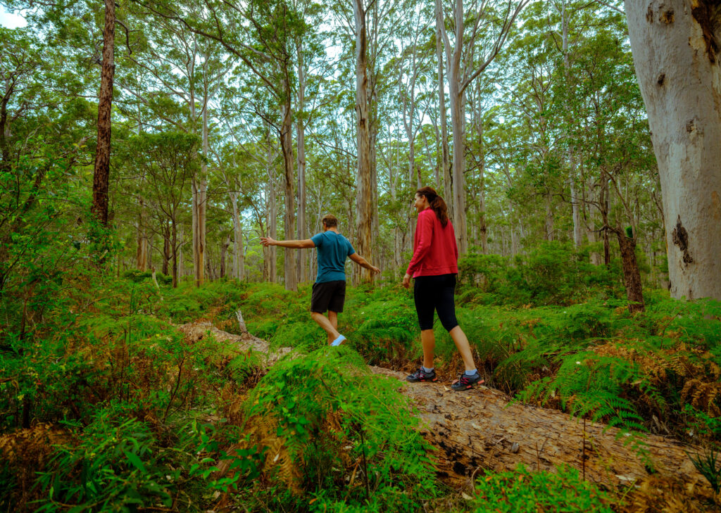 Boranup Karri Forest, part of the Leeuwin-Naturaliste National Park. Photo credit: Tourism Western Australia
