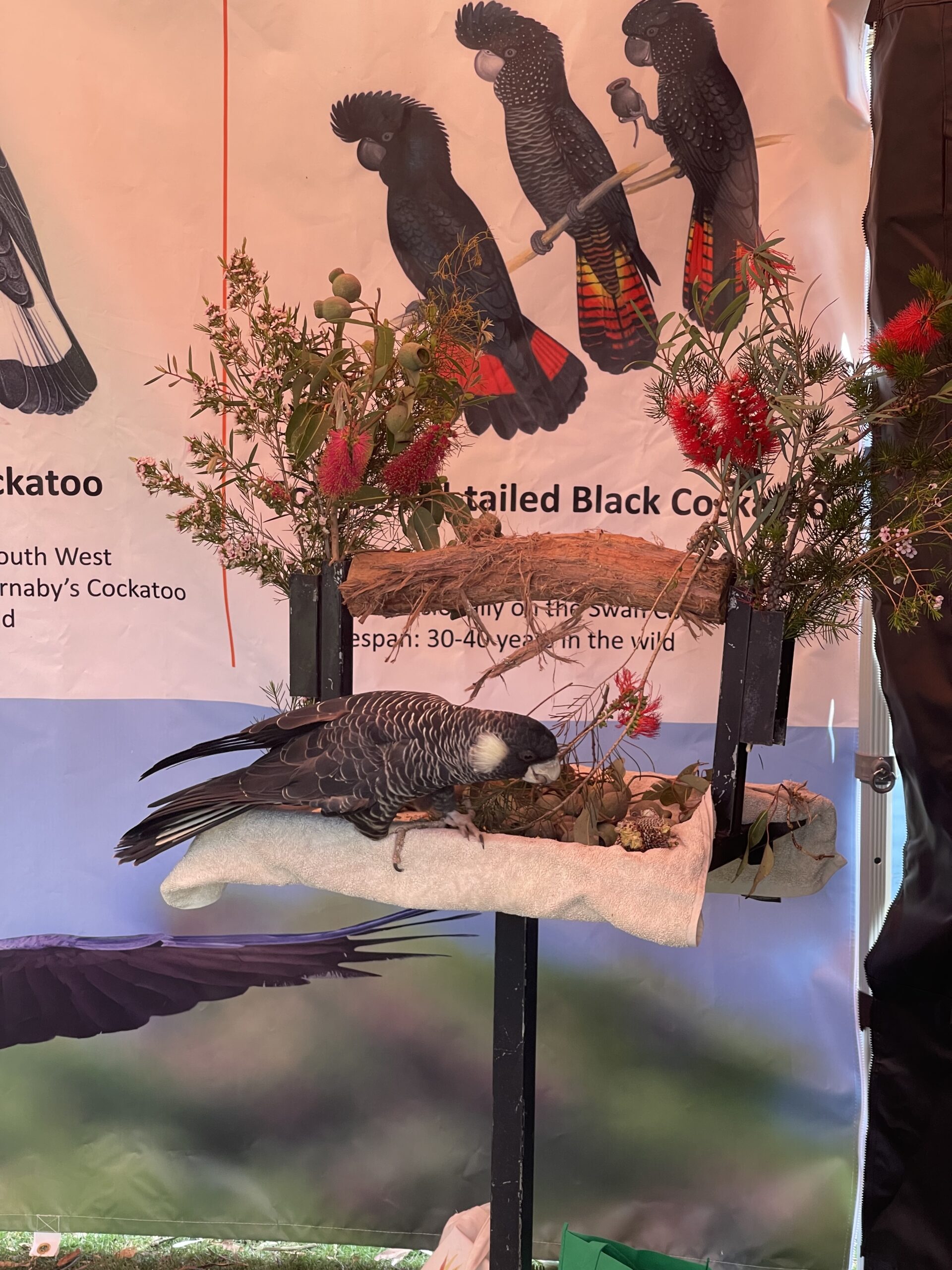 Keeping the Carnaby’s flying - WA Parks Foundation