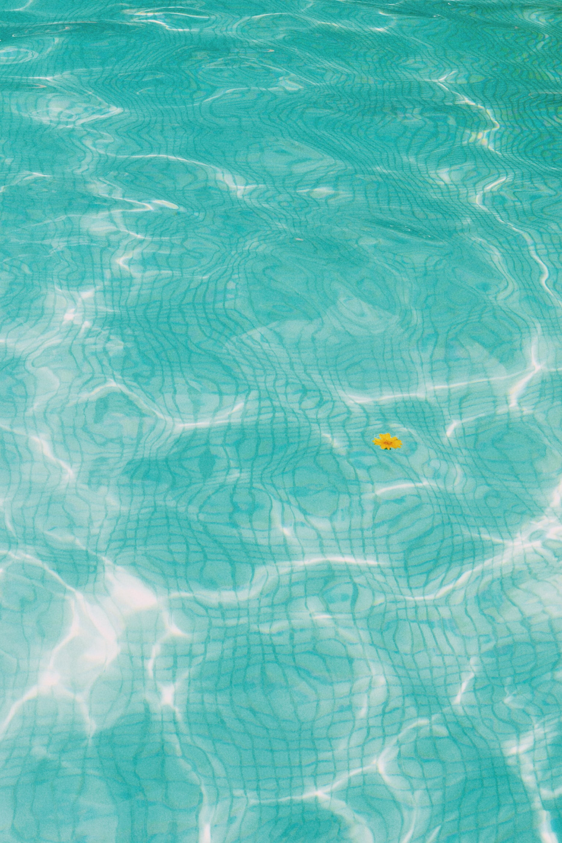 Why is my pool green? article main image