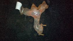 View Auto part Manifold Holden Commodore 2008