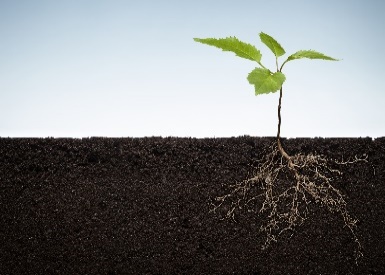 Cross section of young plant and roots