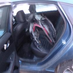 View Auto part Headrest Kia Cerato 2022