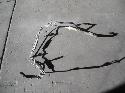 View Auto part Power Steer Hose Nissan Stagea 1998