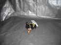 View Auto part Airbag Module/Sensor Toyota Echo 2005