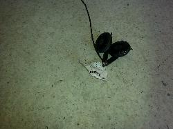 View Auto part Horn Subaru Impreza 2006