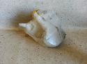 View Auto part Washer Bottle Subaru Forester 2005