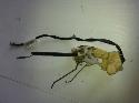 View Auto part Door/Boot/Gate Lock Honda Odyssey 2000
