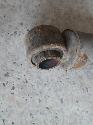 View Auto part Shock Absorber Mazda Bravo 1993