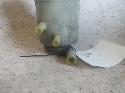 View Auto part P/S Reservoir Honda Legend 1991