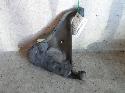 View Auto part Right Rear Trailing Arm Nissan 300zx 1990