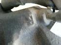 View Auto part Caliper Subaru Forester 2001