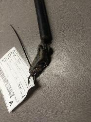 View Auto part Hatch Strut Toyota Echo 1999