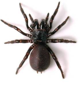 Spider Bites In Australia Identification First Aid And Medical