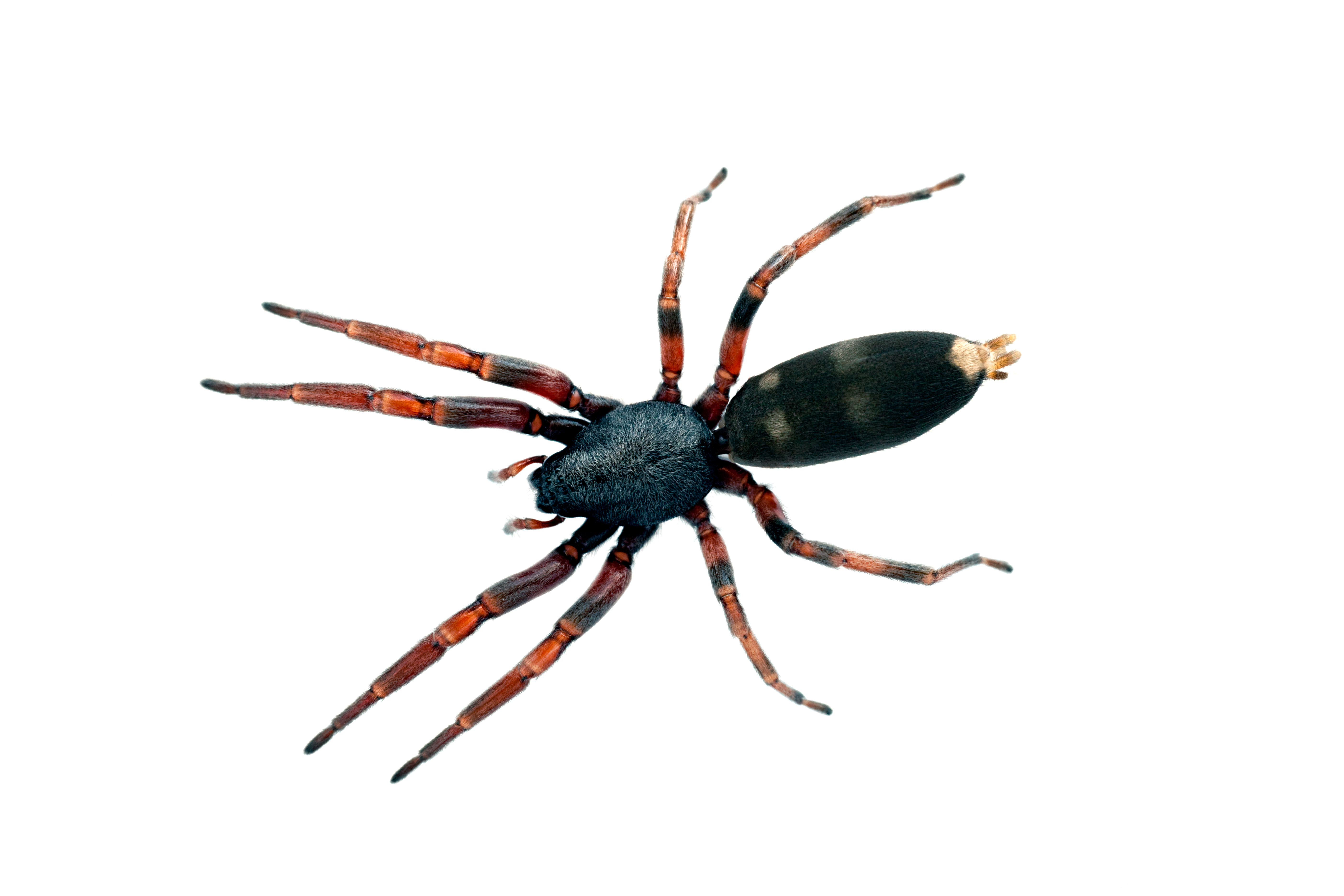 Australian House Spiders Chart