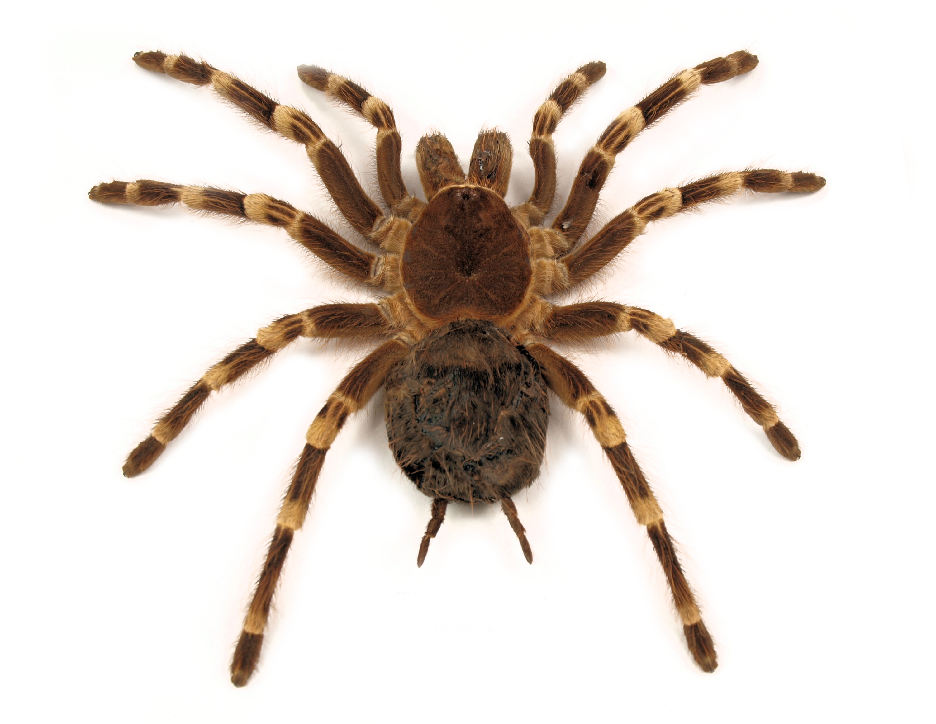 Australian House Spiders Chart