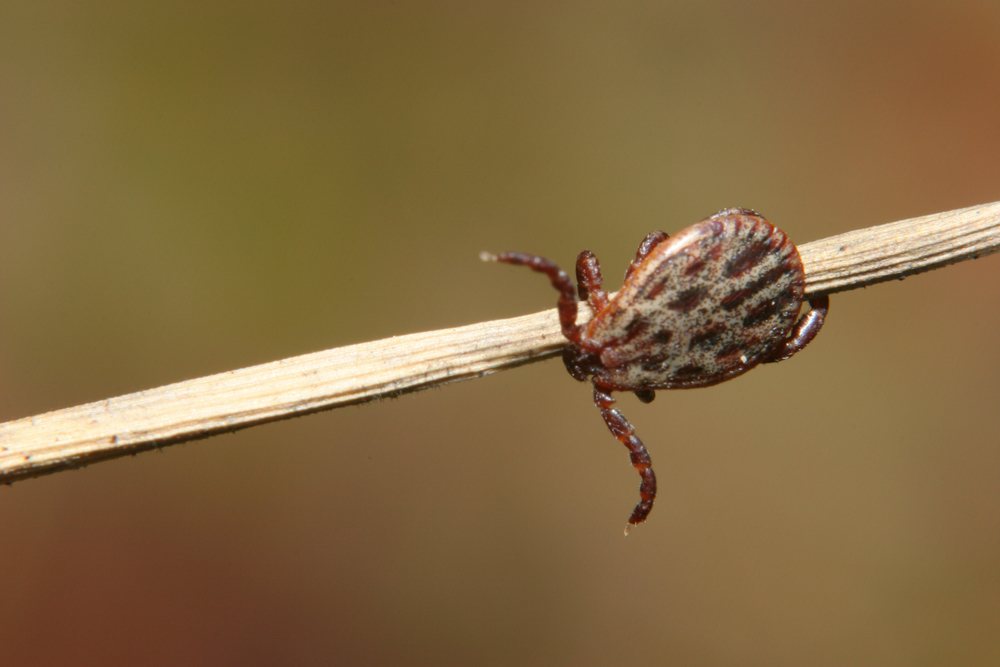 How to Check and Remove Paralysis Ticks Australia Wide How to Check and Remove Paralysis Ticks Australia Wide