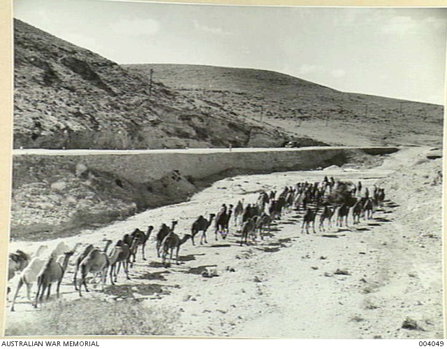BETWEEN JERUSALEM & JERICHO - A HERD OF CAMELS SLOUCH ALONG THE DRY BED ...