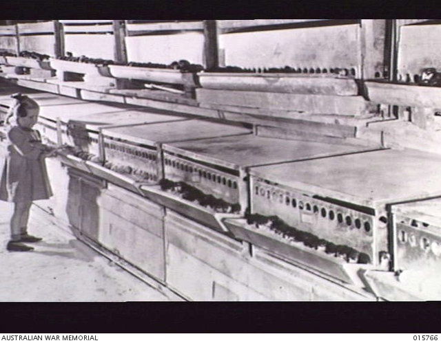 AUSTRALIA'S EGG INDUSTRY. A SMALL GIRL IN A TWO-TIER BATTERY BROODER ...
