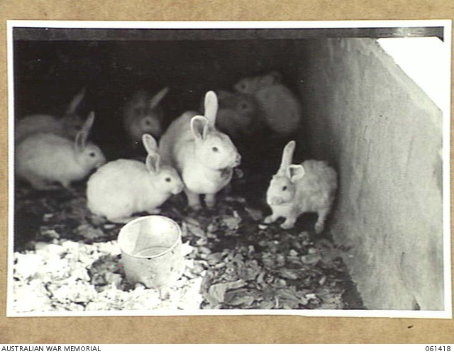 HOLLYWOOD, WA. 1943-12-09. RABBITS USED FOR RESEARCH WORK IN THE ...