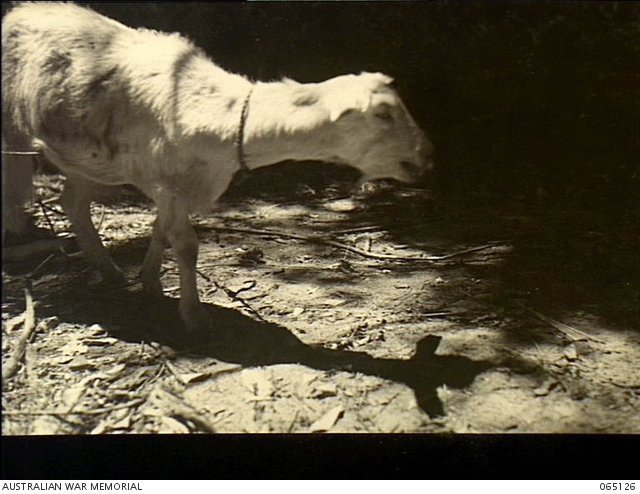 Brook Island, Qld. c. 1944-3-04. A test goat partially blinded by ...