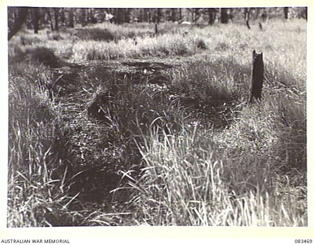 WONGABEL, QLD. 1944-11-06. A SNIPER IN TRAINING AT HEADQUARTERS 1 CORPS ...