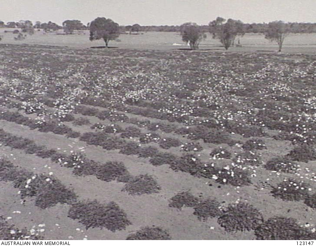 BARMERA, SA 1944-04. NO. 9 GARDENS, LOVEDAY INTERNMENT GROUP. PYRETHRUM ...