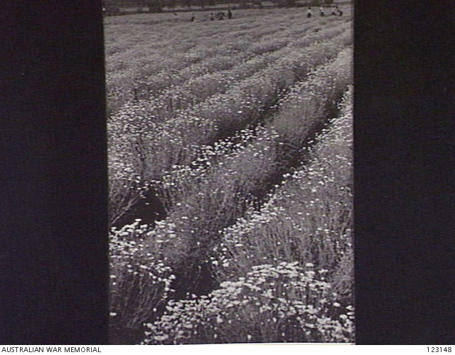 BARMERA, SA 1944-10. NO. 9 GARDENS, LOVEDAY INTERNMENT GROUP. PYRETHRUM ...